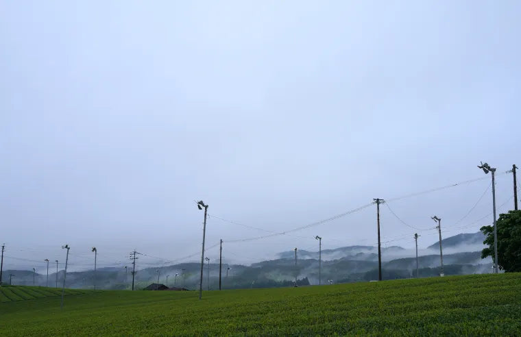 Where morning mist protects flavour.